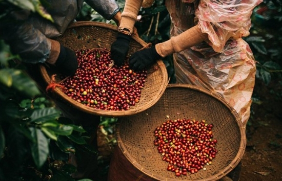 Giá cà phê mới nhất ngày 13/12/2023: Thị trường trong nước tăng mạnh 1.800 đồng/kg