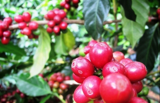 Giá cà phê mới nhất ngày 14/12/2023: Thị trường cà phê trong nước tăng 1.900 đồng/kg