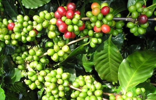 Giá cà phê mới nhất ngày 16/12/2023: Thị trường cà phê trong nước nối đà tăng 500 - 600 đồng/kg