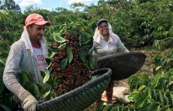 Thời tiết có thể gây thiệt hại lớn với sản lượng cà phê Robusta tại Brazil