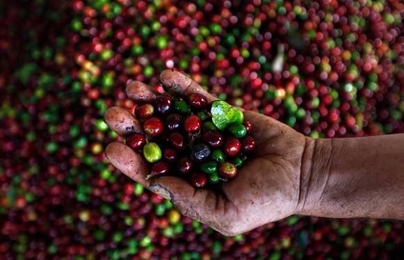 Giá cà phê mới nhất ngày 23/12/2023: Thị trường cà phê trong nước tăng mạnh 1.600 - 1.700 đồng/kg