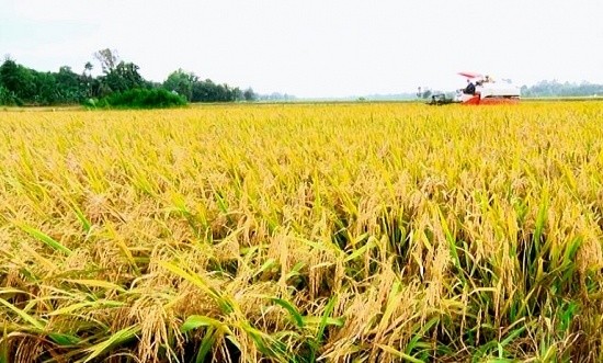 Vì sao giá gạo Việt Nam cao nhất trong vòng hơn 15 năm?