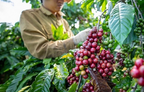 Giá cà phê mới nhất ngày 29/12/2023: Thị trường trong nước tăng cao