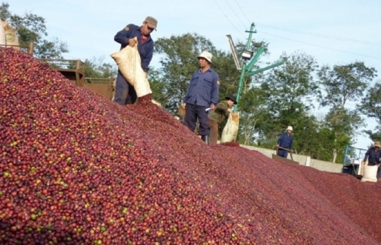 Giá cà phê mới nhất ngày 31/12/2023: Thị trường cà phê trong nước giảm mạnh 1.800 đồng/kg