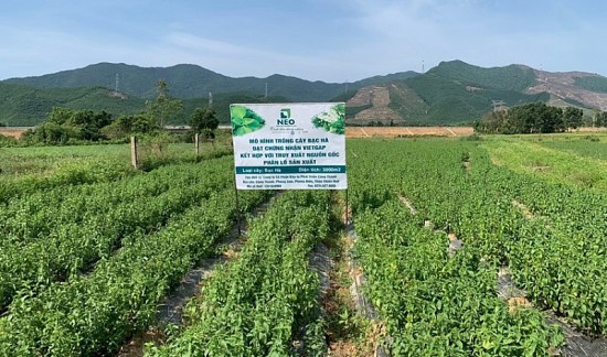 Thừa Thiên Huế: Phát triển cây dược liệu theo chuỗi giá trị