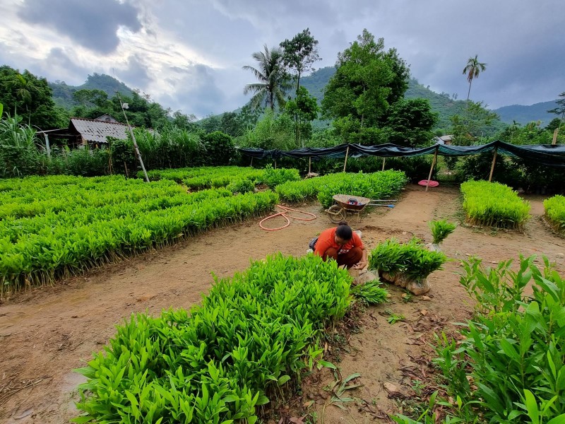 Thừa Thiên Huế thực hiện chủ trương tái cơ cấu ngành nông nghiệp (Ảnh: Thế Thành)