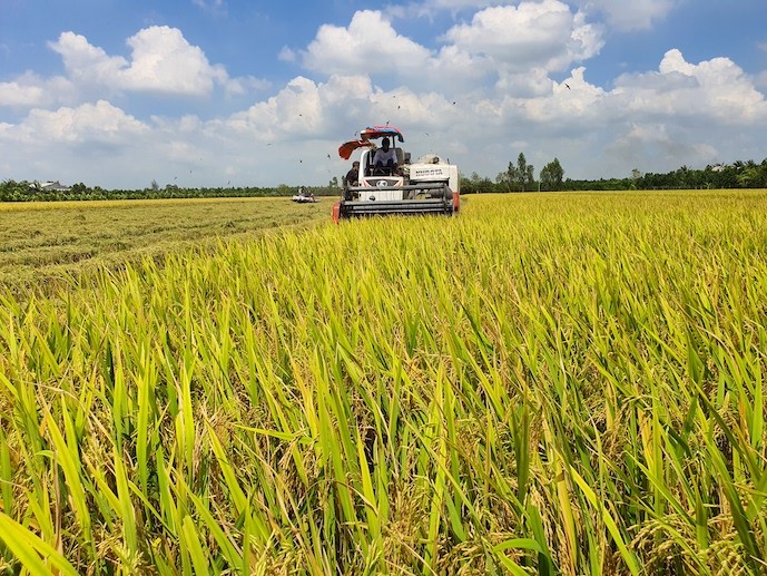 Đột phá chiến lược mô hình phát triển ngành lúa gạo Việt Nam