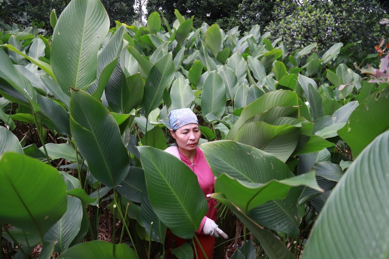 Những ngày này, người dân làng Tràng Cát (huyện Thanh Oai, Hà Nội) tất bật thu hoạch lá dong để kịp phục vụ nhu cầu gói bánh chưng dịp Tết.