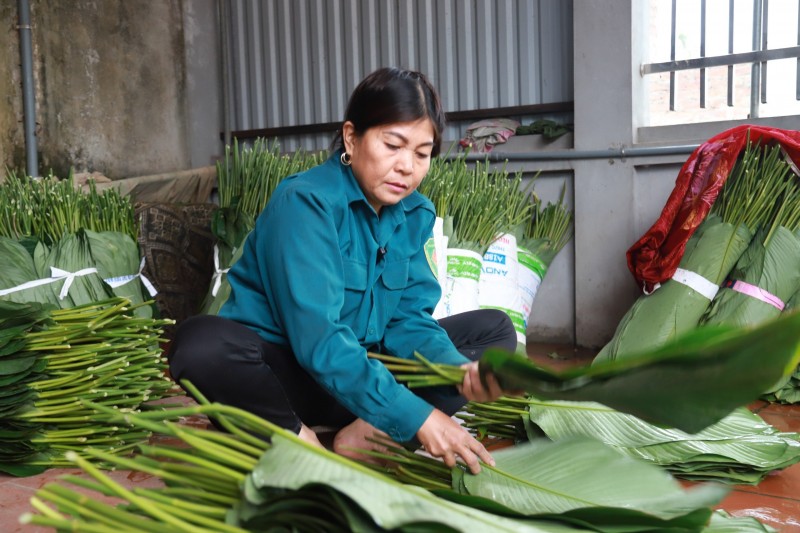 Vựa lá dong lớn nhất Hà thành vào vụ Tết Nguyên đán