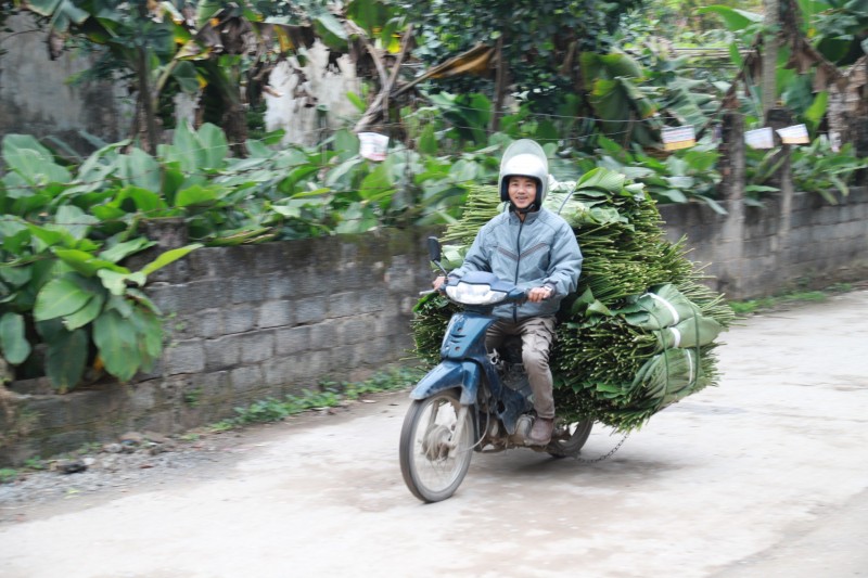 Vựa lá dong lớn nhất Hà thành vào vụ Tết Nguyên đán