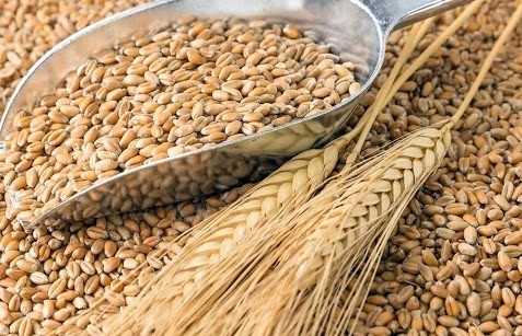 Lúa mì là mặt hàng dẫn đầu đà giảm của cả nhóm nông sản