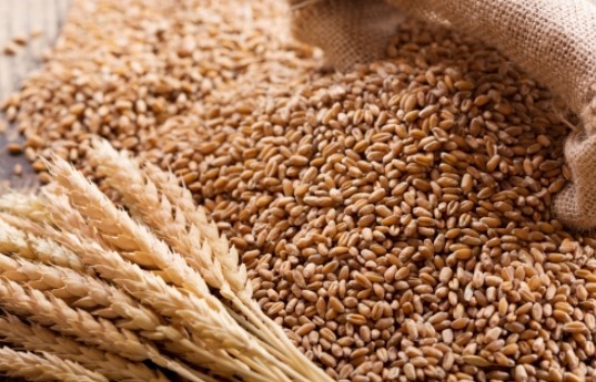 Kết quả xuất khẩu tích cực của Mỹ hỗ trợ giá lúa mì