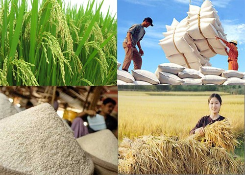 Thủ tướng: Đẩy mạnh sản xuất, kinh doanh, xuất khẩu lúa, gạo bền vững