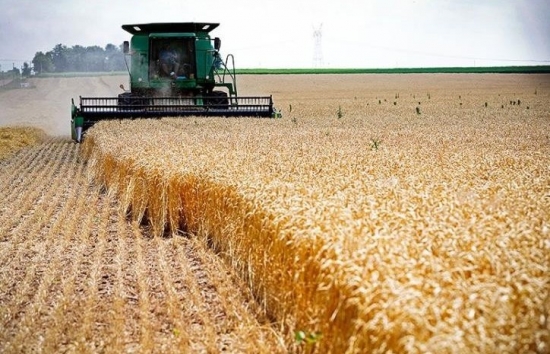 Lúa mì bật tăng mạnh, ngược chiều nhóm nông sản