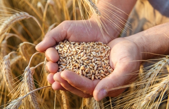 Giá lúa mì nhảy vọt gần 5% sau chuỗi giảm 3 tuần liên tiếp