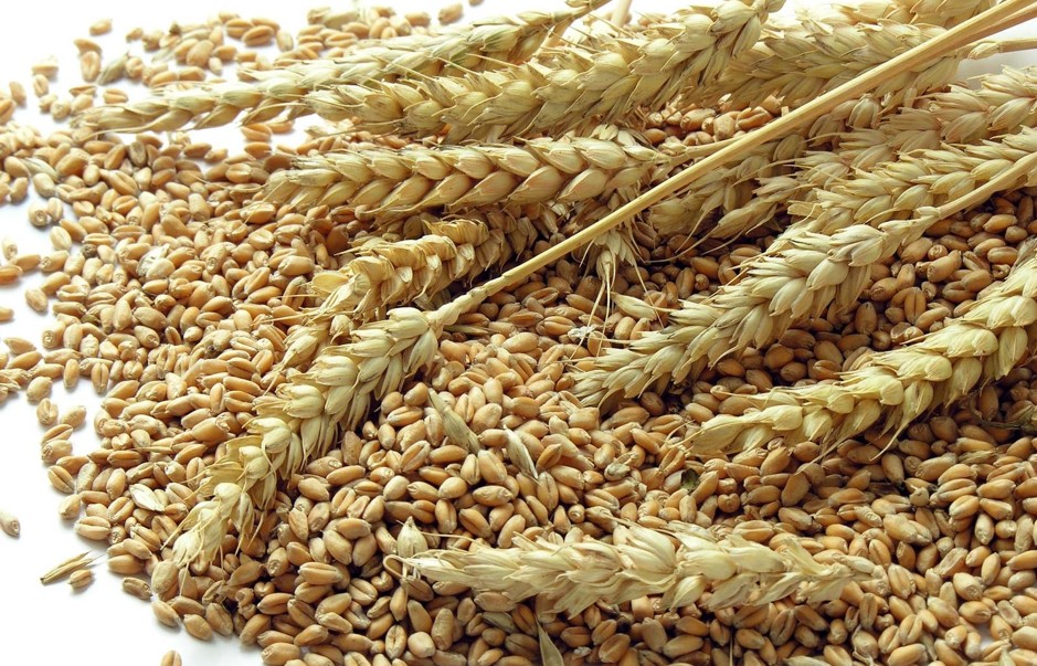 Lúa mì bật tăng, chạm mốc cao nhất từ cuối 2023