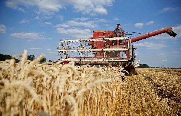 Giá lúa mì quay đầu giảm mạnh từ mức đỉnh 9 tháng