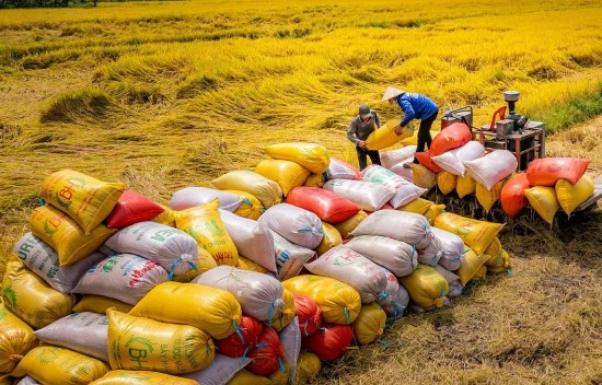 Quyết liệt giải pháp bình ổn giá lương thực, giảm rủi ro xuất khẩu gạo