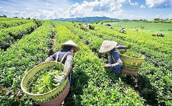 thị trường chè Việt Nam đang chứng kiến sự thay đổi mạnh mẽ về sản phẩm