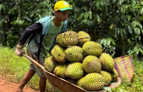 ‘Vua trái cây Việt’ thu về hơn 1 tỷ USD chỉ trong 2 tháng