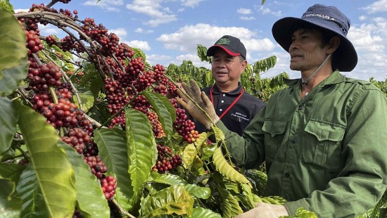 Xuất khẩu cà phê sang Trung Quốc: Tăng cả về lượng và giá trị