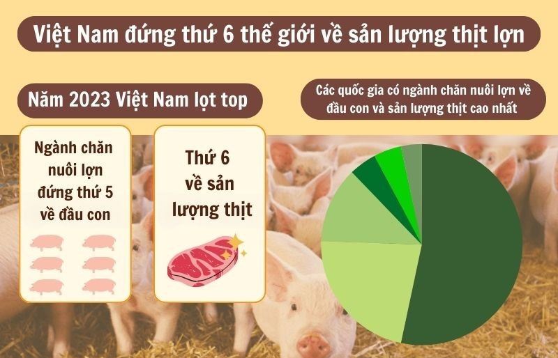 Infographic | Việt Nam đứng thứ 6 thế giới về sản lượng thịt lợn