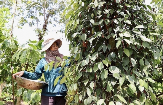 Thị trường hồ tiêu Việt: Cung - cầu trái chiều, giá 'vàng đen' khó dự đoán