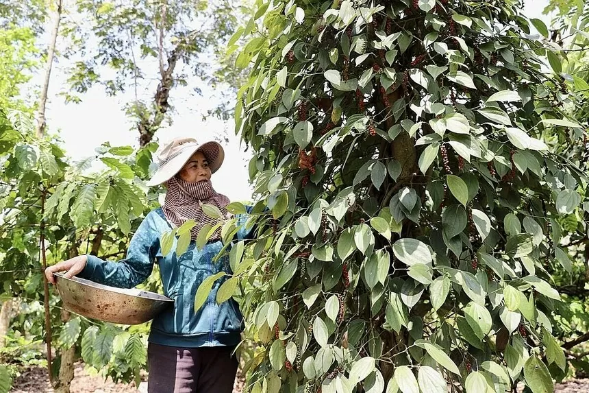 Giá hồ tiêu trong nước đang có những diễn biến phức tạp.