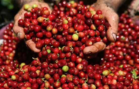 Cà phê Robusta vượt 5.000 USD/tấn, nông dân kỳ vọng giá còn tiếp tục đi lên?