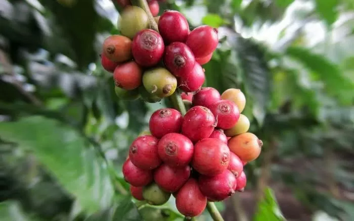 giá robusta và arabica thế giới khi được củng cố bởi nguồn cung khan hiếm trên thị trường.