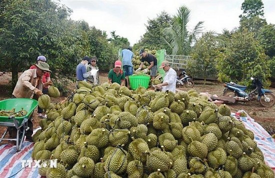 Năm 2024, xuất khẩu sầu riêng đông lạnh sang Trung Quốc có thể đạt 300 triệu USD