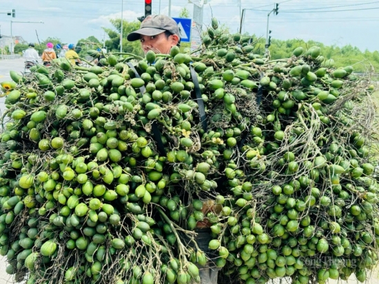 Giá cau tăng theo ngày, người trồng cau ở miền Trung tất bật thu hoạch