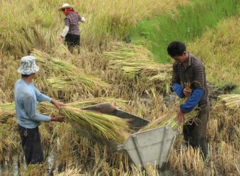Trung Quốc sản xuất gần 200 triệu tấn gạo một năm.
