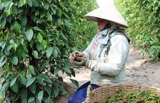 Xuất khẩu hồ tiêu bứt tốc