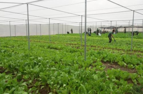 Xúc tiến phát triển nông nghiệp công nghệ cao tại Hà Nội