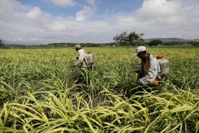Mexico và Mỹ khép lại tranh chấp thương mại mía đường