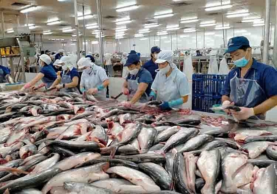 Nhiều doanh nghiệp xuất khẩu cá tra, basa của Việt Nam không bị áp thuế chống bán phá giá của Hoa Kỳ