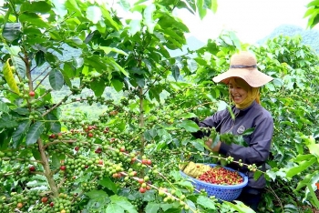 Đức Trọng (Lâm Đồng): Nhân rộng mô hình ứng dụng tiến bộ kỹ thuật canh tác cây cà phê