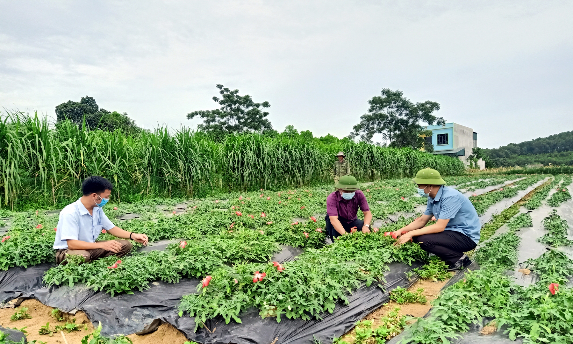 Phát triển vùng trồng dược liệu quý tại vùng đồng bào dân tộc thiểu số và miền núi