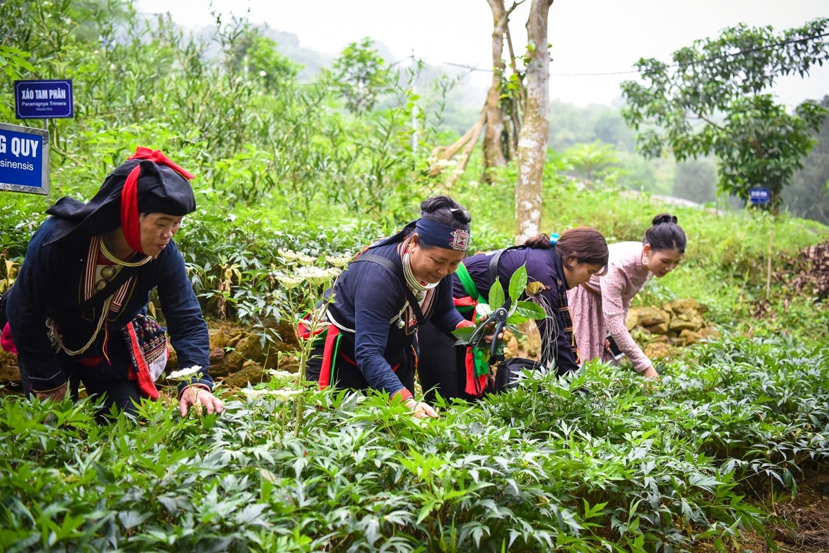 Phát triển vùng trồng dược liệu quý tại vùng đồng bào dân tộc thiểu số và miền núi