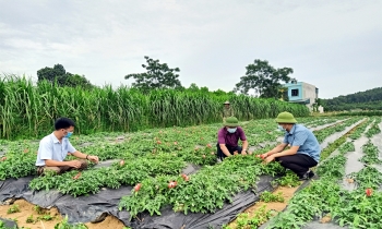 Phát triển vùng trồng dược liệu quý tại vùng đồng bào dân tộc thiểu số và miền núi