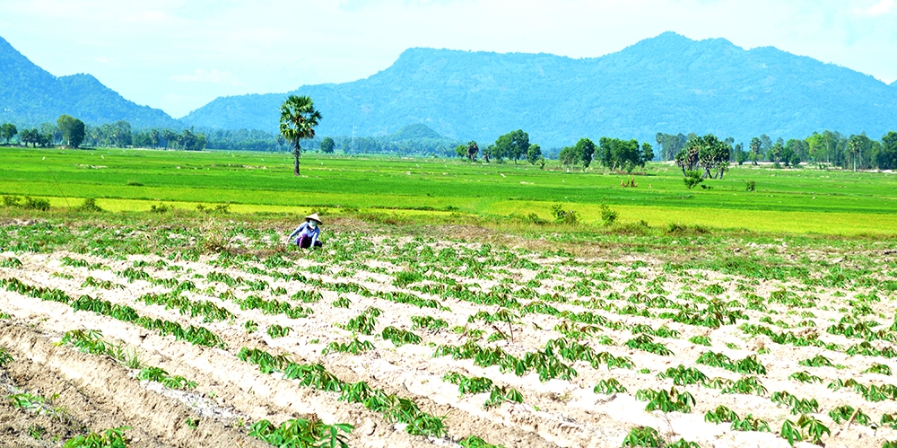 Tịnh Biên - An Giang: Quan tâm hỗ trợ sinh kế cho đồng bào dân tộc thiểu số