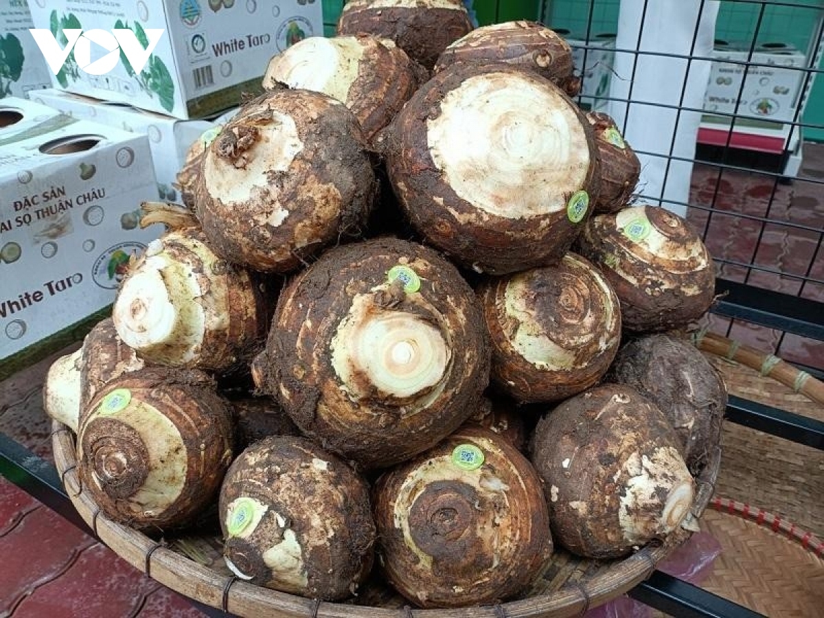 Sơn La: Phát triển khoai sọ Thuận Châu thành sản phẩm thế mạnh