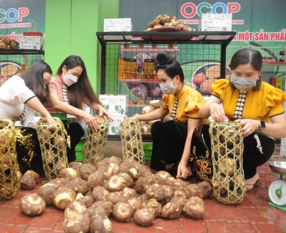 Sơn La: Phát triển khoai sọ Thuận Châu thành sản phẩm thế mạnh