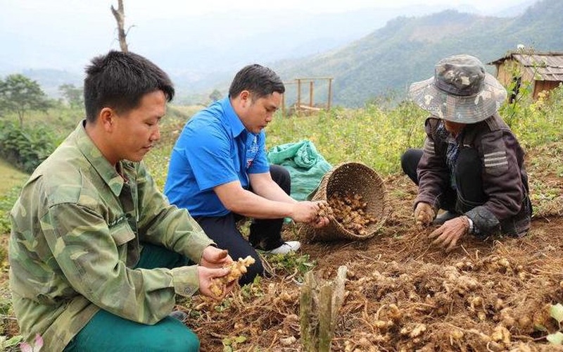 Nghệ An: Gừng Kỳ Sơn sẽ xây dựng sản phẩm OCOP 5 sao vào năm 2023