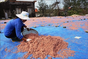 Nước mắm Phú Diên trên đường xây dựng thương hiệu OCOP