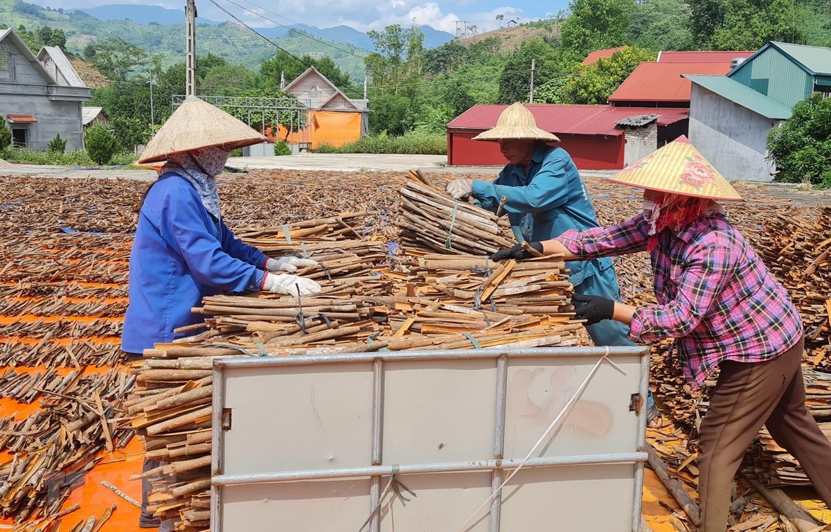 Lào Cai: Phát triển chuỗi sản phẩm quế hữu cơ bền vững