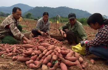 Lộc Bình: Phát triển vùng sản xuất khoai lang tập trung