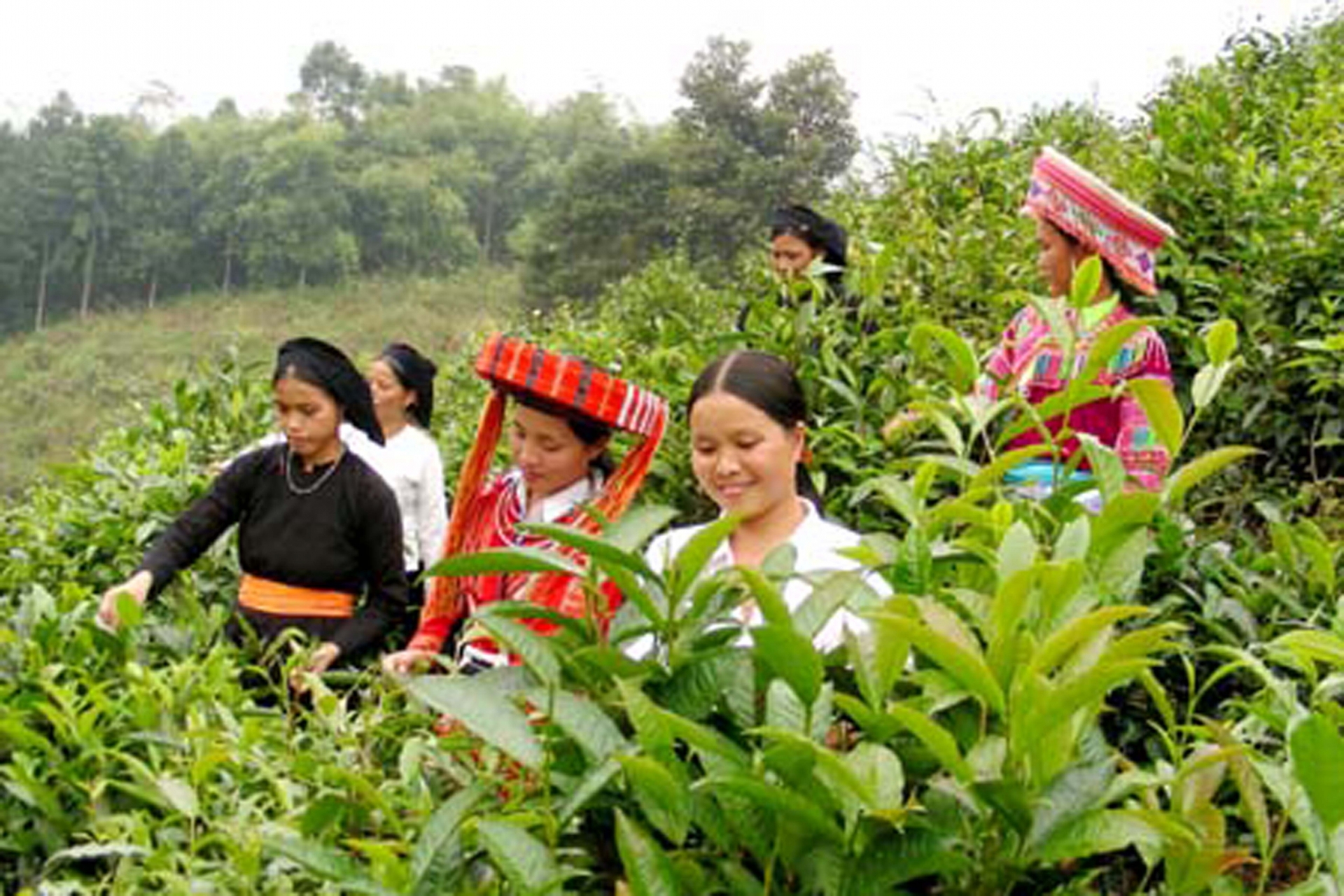 Hà Giang: Phát triển du lịch nông nghiệp trải nghiệm tại vùng đồng bào dân tộc