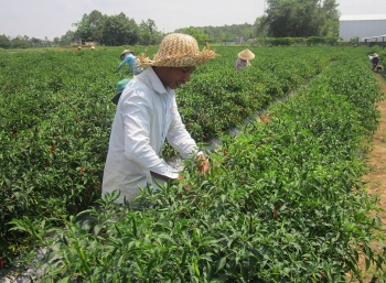 Trà Vinh: Triển khai đồng bộ các dự án nhằm nâng cao mức sống cho đồng bào dân tộc